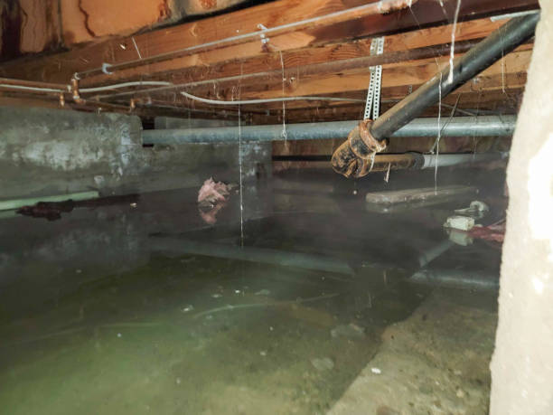 Best Water damage cleanup near me  in Etowah, TN